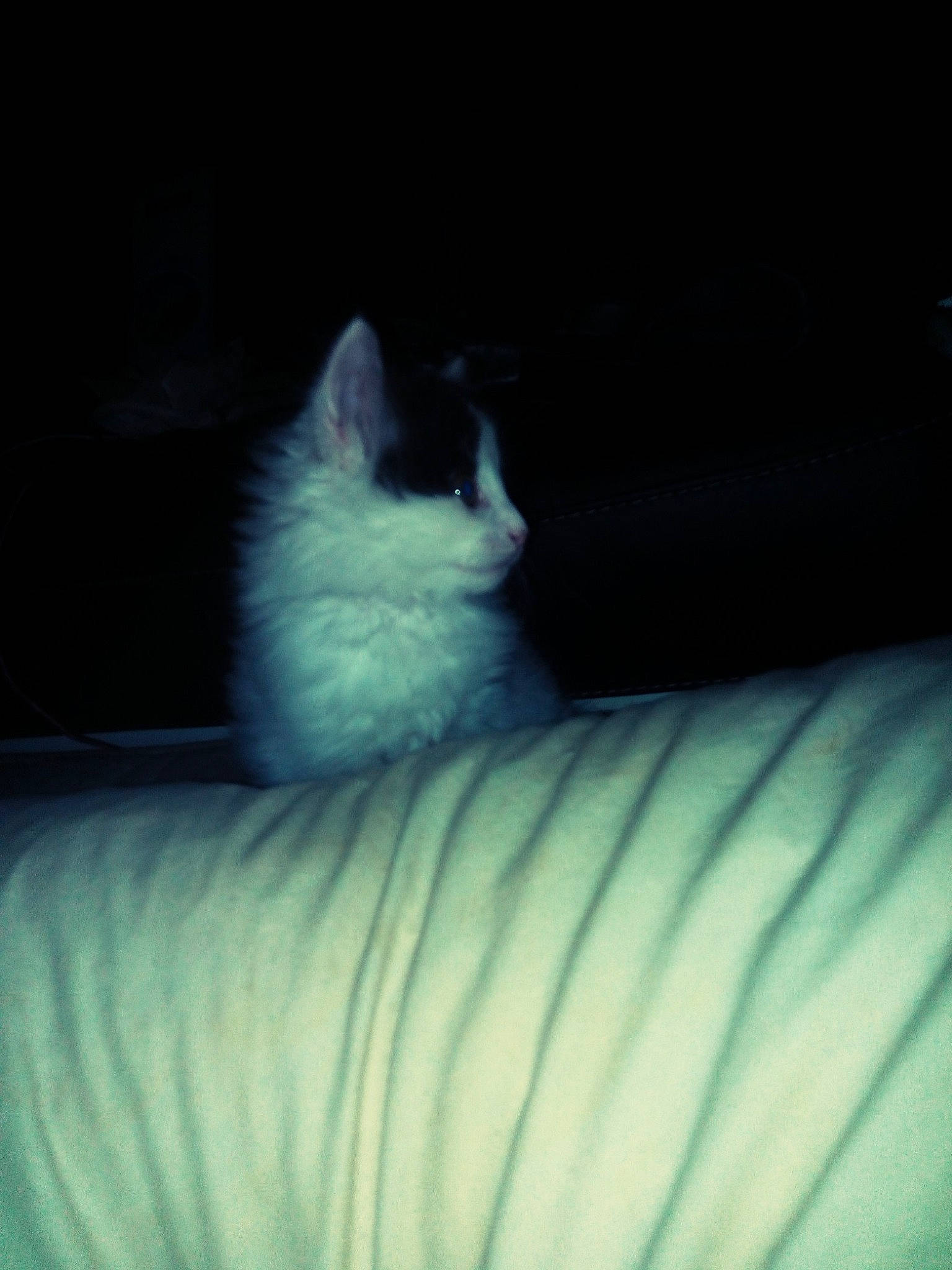 Crapule participe au concours pour gagner de l'argent avec cette photo : black, blue, carnivore, cat, darkness, domestic_long_haired_cat, eye, felidae, ojos_azules, ragdoll, small_to_medium_sized_cats, tail, turkish_van, whiskers