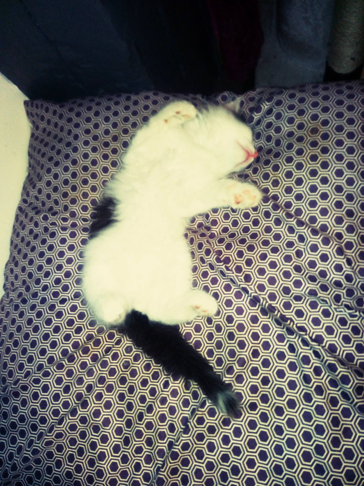 Crapule a rejoint le concours — aidez-le/la à gagner de superbes lots ! bichon, canidae, carnivore, cat, felidae, fur, non_sporting_group, tail, white