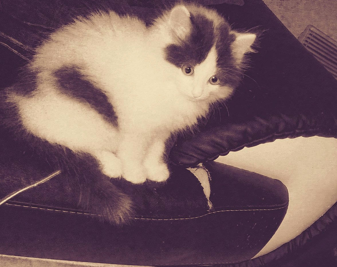 Crapule participe au concours pour gagner de l'argent avec cette photo : black_and_white, carnivore, cat, ear, felidae, footwear, fur, kitten, leg, paw, polydactyl_cat, shoe, small_to_medium_sized_cats, tail, whiskers