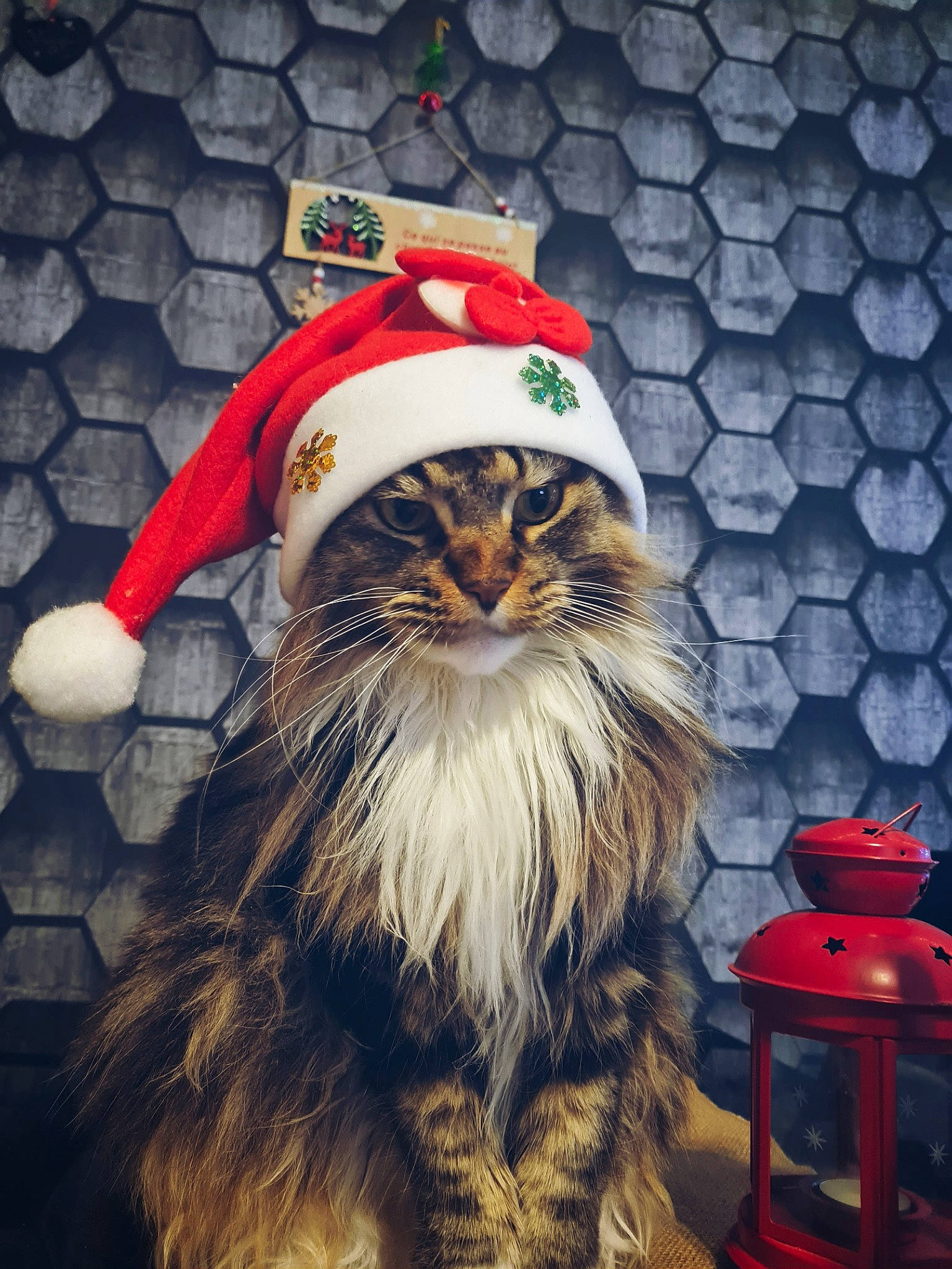 Malibu participe au concours pour gagner de l'argent avec cette photo : bar_stool, beard, brick, carnivore, cat, costume_hat, event, facial_hair, felidae, fur, hat, holiday, maine_coon, small_to_medium_sized_cats, snout, stool, tail, whiskers, winter