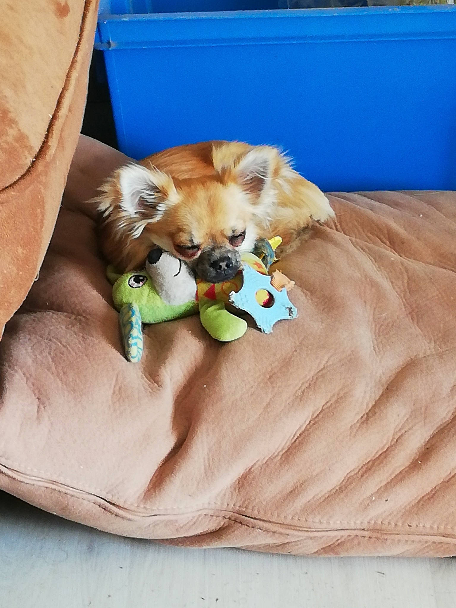 Floky participe au concours pour gagner de l'argent avec cette photo : carnivore, comfort, companion_dog, dog, dog_breed, dog_clothes, dog_supply, fawn, fur, grass, linens, liver, pomeranian, spitz, sporting_group, textile, toy_dog, volpino_italiano, whiskers, working_animal