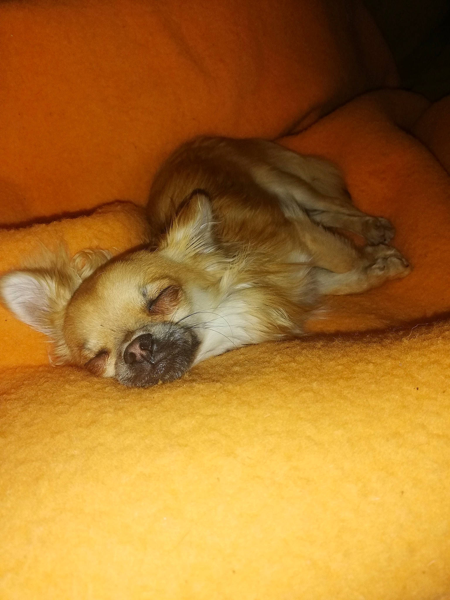 Floky participe au concours pour gagner de l'argent avec cette photo : canidae, carnivore, comfort, companion_dog, dog, dog_breed, fawn, felidae, fur, hardwood, nap, paw, small_to_medium_sized_cats, snout, sporting_group, terrestrial_animal, toy_dog, whiskers, wildlife, wood