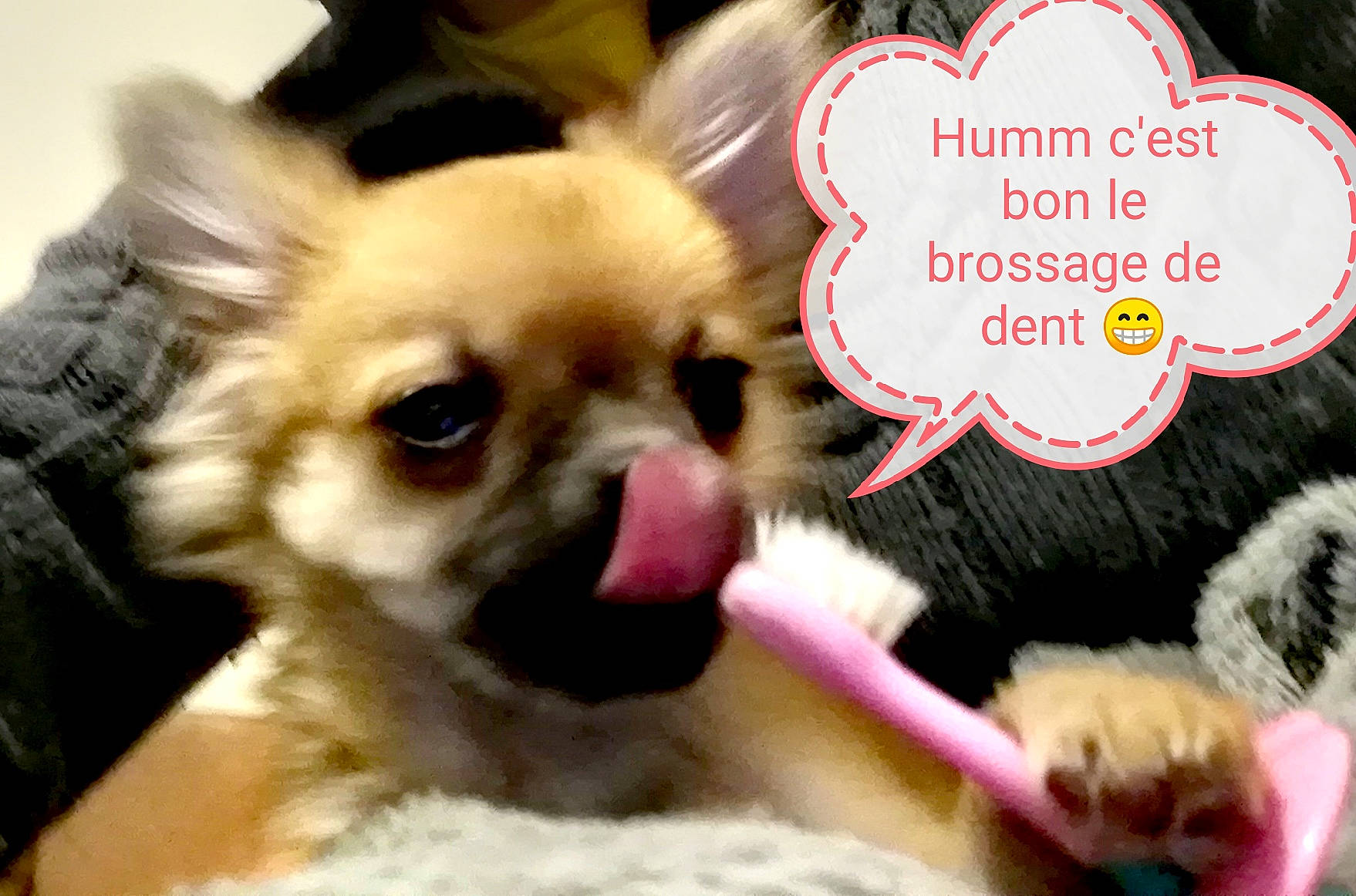 Floky participe au concours pour gagner de l'argent avec cette photo : canidae, carnivore, chihuahua, companion_dog, corgi_chihuahua, dog, dog_breed, dog_supply, ear, fashion_accessory, fawn, font, fur, puppy, snout, sweetness, terrestrial_animal, toy_dog, whiskers, working_animal