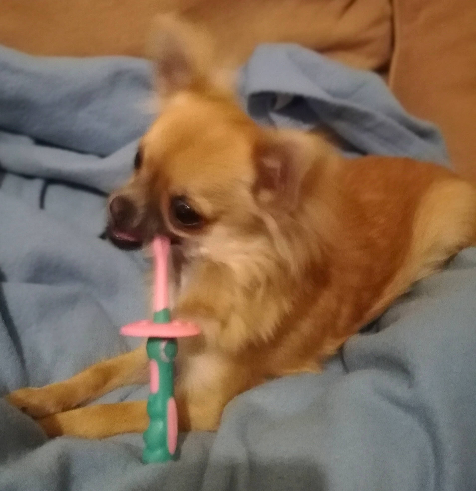 Floky a rejoint le concours — aidez-le/la à gagner de superbes lots ! canidae, carnivore, chair, companion_dog, dog, dog_breed, dog_supply, fawn, fur, german_spitz, pomeranian, puppy, snout, spitz, sporting_group, tibetan_spaniel, toy_dog, volpino_italiano, whiskers, working_animal