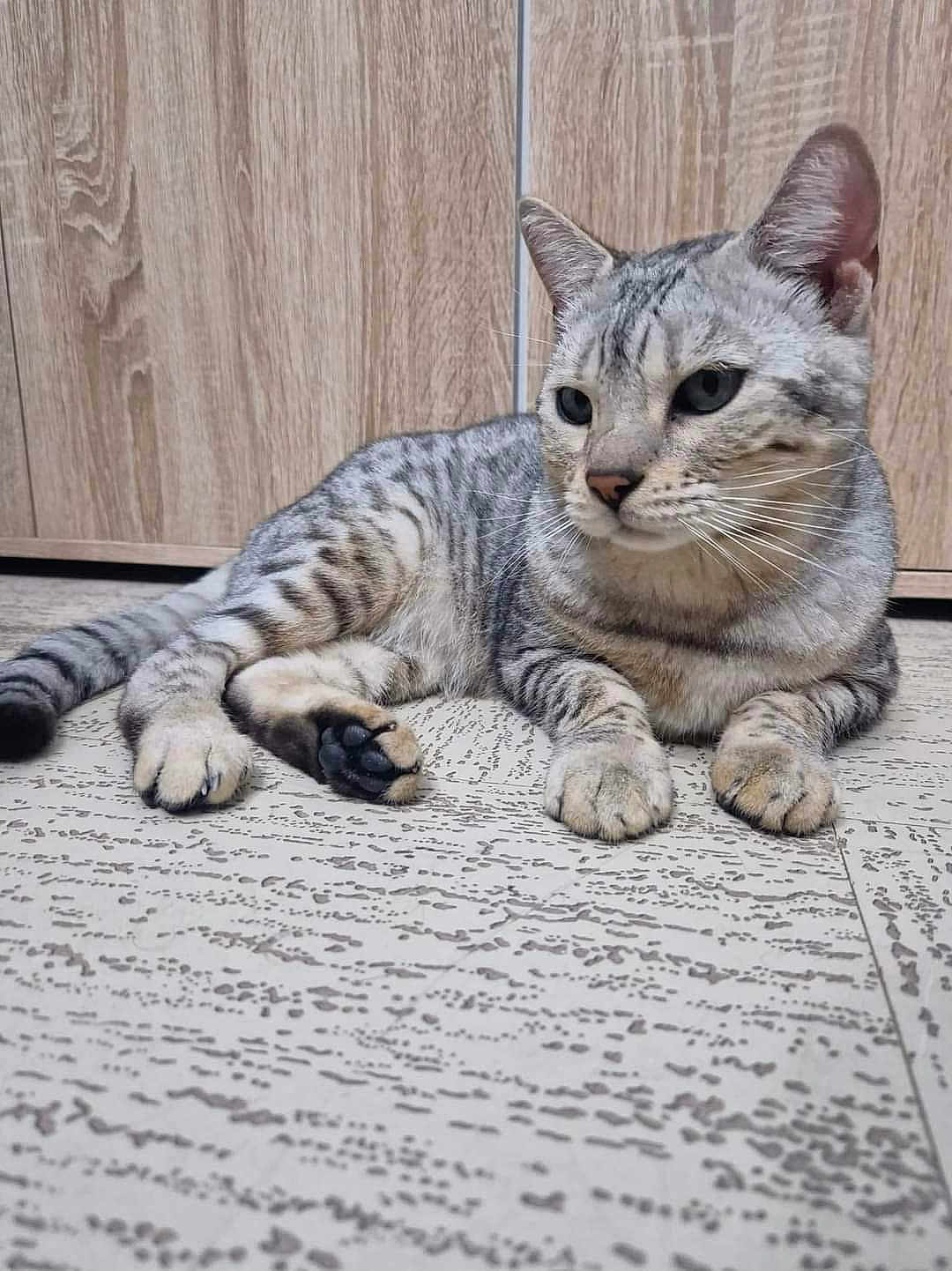 Mykko a rejoint le concours — aidez-le/la à gagner de superbes lots ! cat, tabby_cat, pet, feline, paw, whiskers, green_eyes, lying_down, indoor, floor, tile_floor, wooden_cabinet, striped_fur, closeup, portrait, relaxed, domestic_animal, cute, muzzle, tail