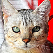 Mykko participe au concours pour gagner de l'argent avec cette photo : cat, tabby_cat, feline, pet, portrait, close_up, green_eyes, whiskers, ears, fur, nose, mouth, indoor, blanket, cozy, sitting, head, face, domestic_animal, animal