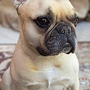 Romy joined the competition — help win amazing prizes! french_bulldog, dog, pet, indoor, carpet, animal, fur, ears, snout, sitting, portrait, cute, closeup, domestic_animal, mammal, companion, looking_away, indoors, soft_light, wrinkles