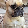french_bulldog, dog, pet, indoor, carpet, animal, fur, ears, snout, sitting, portrait, cute, closeup, domestic_animal, mammal, companion, looking_away, indoors, soft_light, wrinkles