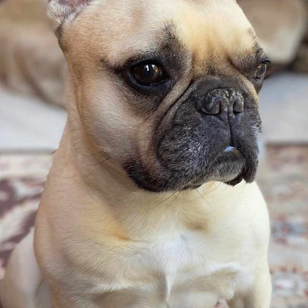 Romy joined the competition — help win amazing prizes! animal, carpet, closeup, companion, cute, dog, domestic_animal, ears, french_bulldog, fur, indoor, indoors, looking_away, mammal, pet, portrait, sitting, snout, soft_light, wrinkles