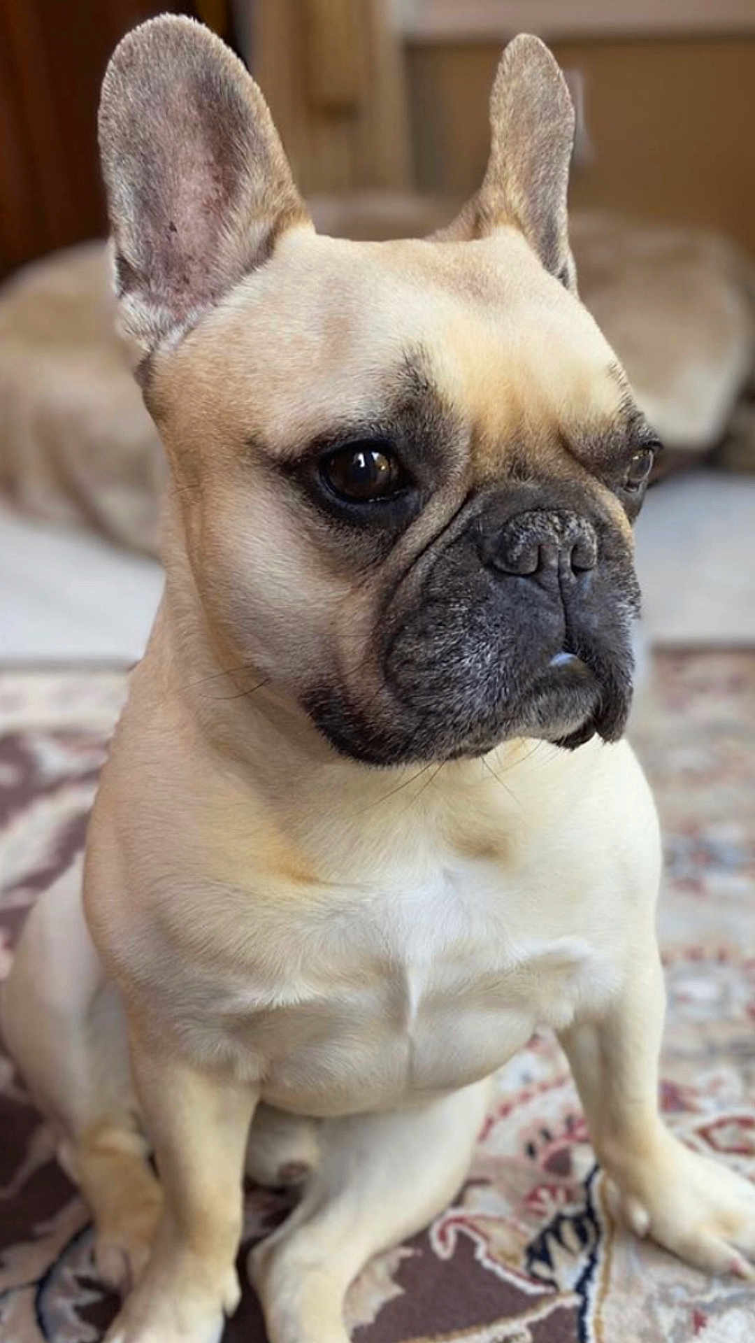 Romy joined the competition — help win amazing prizes! french_bulldog, dog, pet, indoor, carpet, animal, fur, ears, snout, sitting, portrait, cute, closeup, domestic_animal, mammal, companion, looking_away, indoors, soft_light, wrinkles