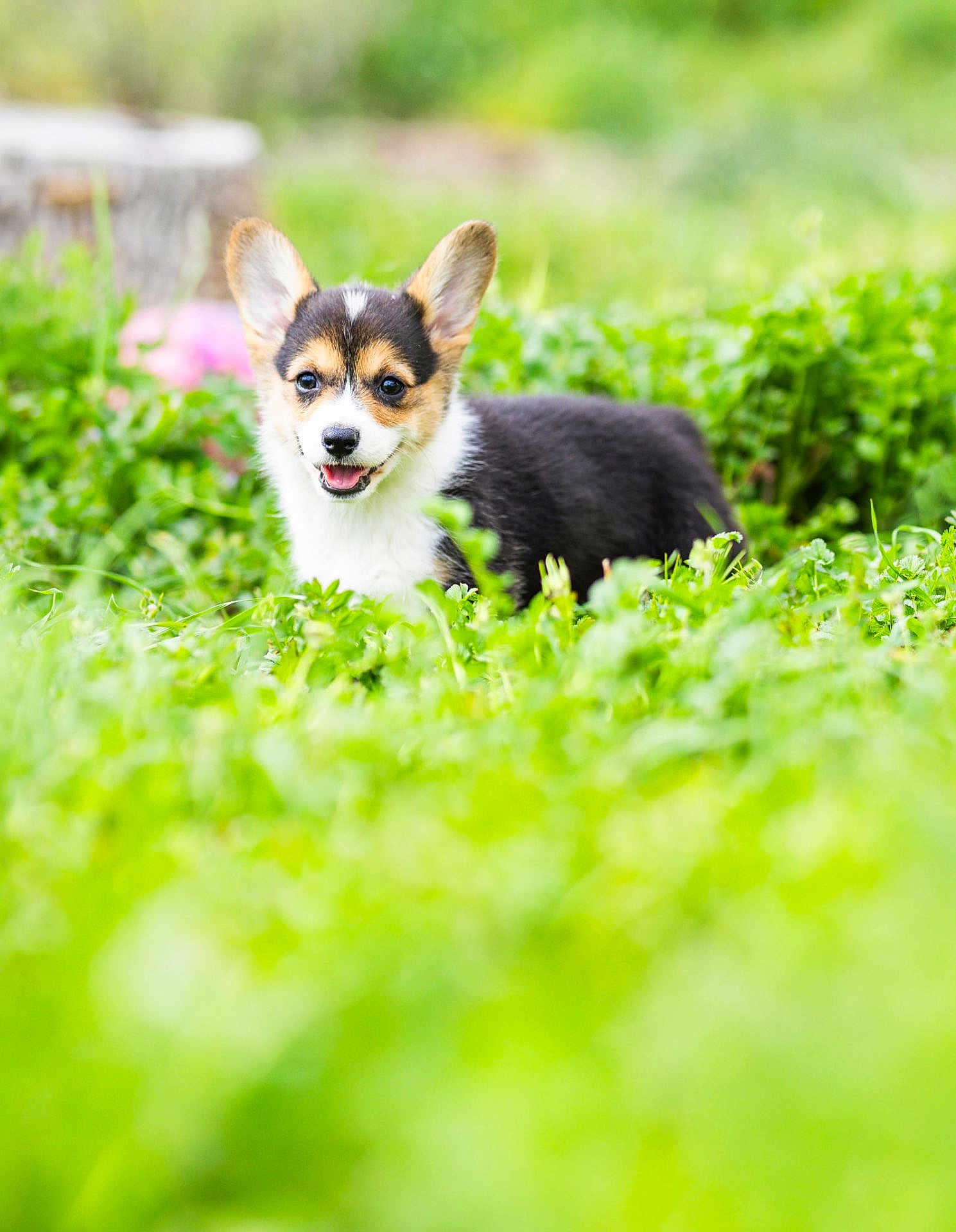 Mylie is registered to the contest to win money with this photo: puppy, corgi, dog, grass, green, outdoors, cute, small, ears, tongue, pet, mammal, looking_at_camera, portrait, closeup, bokeh, nature, field, happy, playful