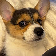 Mylie joined the competition — help win amazing prizes! dog, puppy, corgi, close_up, portrait, ears, nose, blanket, fur, eyes, whiskers, snout, indoors, pet, adorable, fluffy, lying_down, cozy, looking_at_camera, brown_and_white