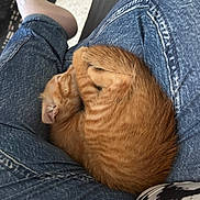 Prince participe au concours pour gagner de l'argent avec cette photo : animal, casual_clothing, cat, comfort, cozy, curled_up, cute, denim_jeans, fur, human, indoor, kitten, lap, orange_tabby, pet, relaxation, resting, sleeping, small_animal, socks