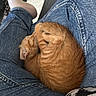animal, casual_clothing, cat, comfort, cozy, curled_up, cute, denim_jeans, fur, human, indoor, kitten, lap, orange_tabby, pet, relaxation, resting, sleeping, small_animal, socks