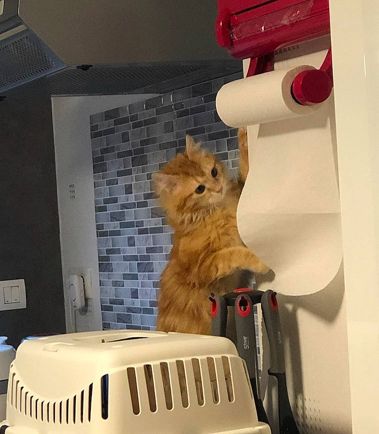 Simba a rejoint le concours — aidez-le/la à gagner de superbes lots ! automotive_design, automotive_exterior, box, carnivore, cat, domestic_short_haired_cat, felidae, fur, gas, home_appliance, machine, motor_vehicle, paper, room, service, small_to_medium_sized_cats, tail, toy, vertebrate, whiskers