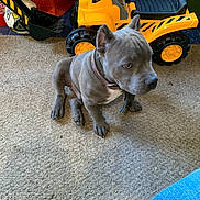 Big Boy is registered to the contest to win money with this photo: puppy, dog, toy_truck, carpet, indoor, collar, yellow, gray_dog, pet, floor, basket, soccer_ball, plastic_toy, seat, black, red, blue, furniture, household, curious