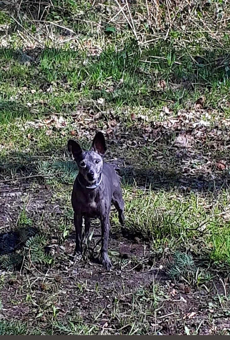Fanny a rejoint le concours — aidez-le/la à gagner de superbes lots ! dog, animal, outdoor, grass, nature, pet, black_dog, canine, sunlight, shadow, ground, leaf, twigs, alert, standing, small_dog, collar, forest_floor, daylight, wildlife