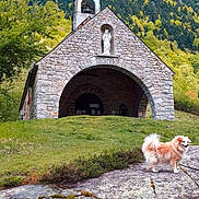 Kelly a rejoint le concours — aidez-le/la à gagner de superbes lots ! dog, stone_chapel, mountain, forest, grass, rock, nature, outdoor, statue, bell_tower, hill, tree, greenery, landscape, animal, pet, fluffy_dog, path, scenic, daytime