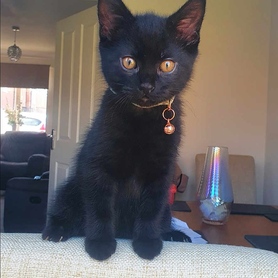 Binx joined the competition — help win amazing prizes! animal, architecture, blackcat, building, car, cat, couch, furniture, head, indoors, kitten, lamp, livingroom, manx, person, pet, room, tablelamp, transportation, vehicle