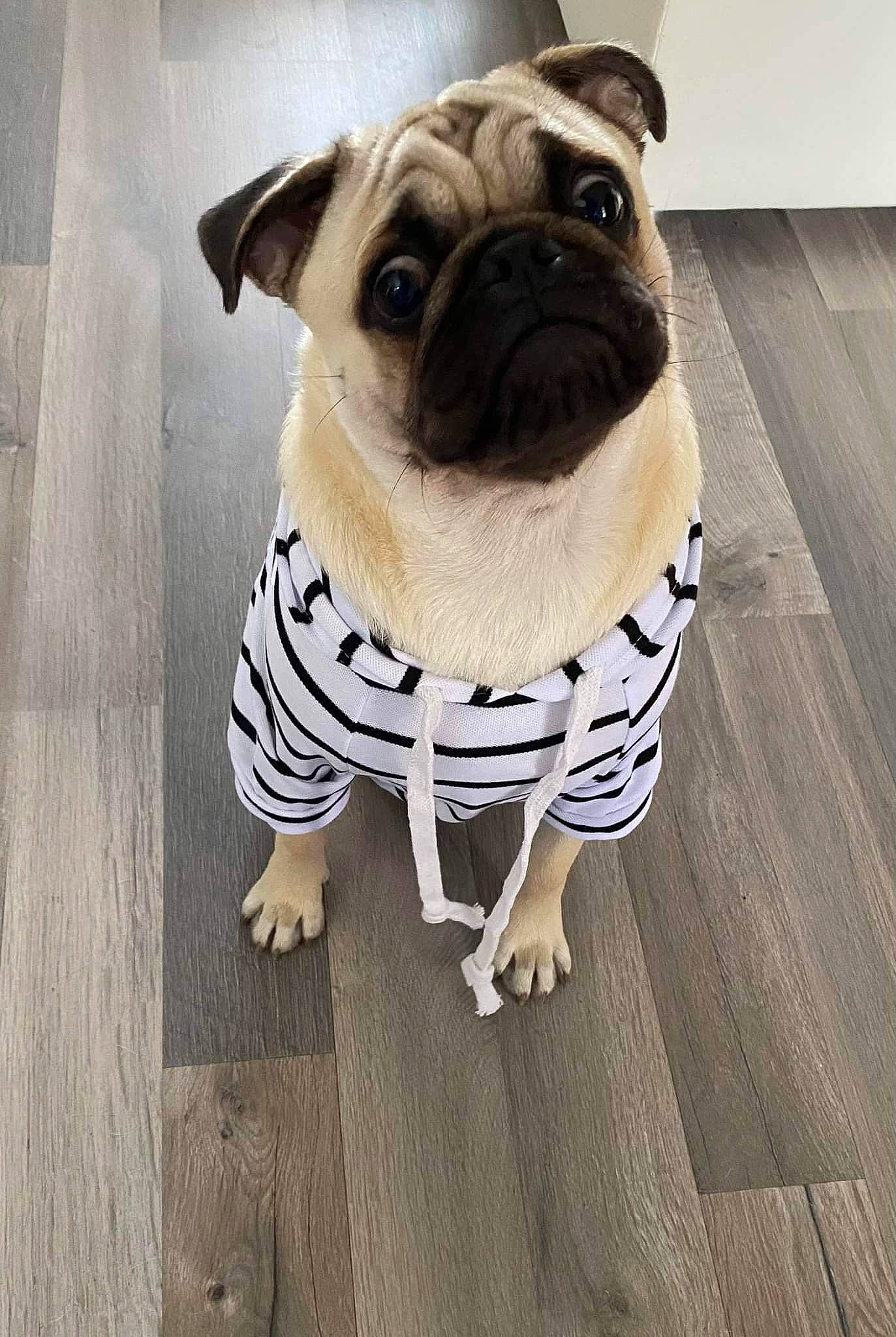 Bernie participe au concours pour gagner de l'argent avec cette photo : carnivore, collar, companion_dog, dog, dog_breed, dog_clothes, dog_collar, dog_supply, eyewear, fawn, flooring, grey, hardwood, pet_supply, pug, sleeve, snout, toy_dog, wood, working_animal