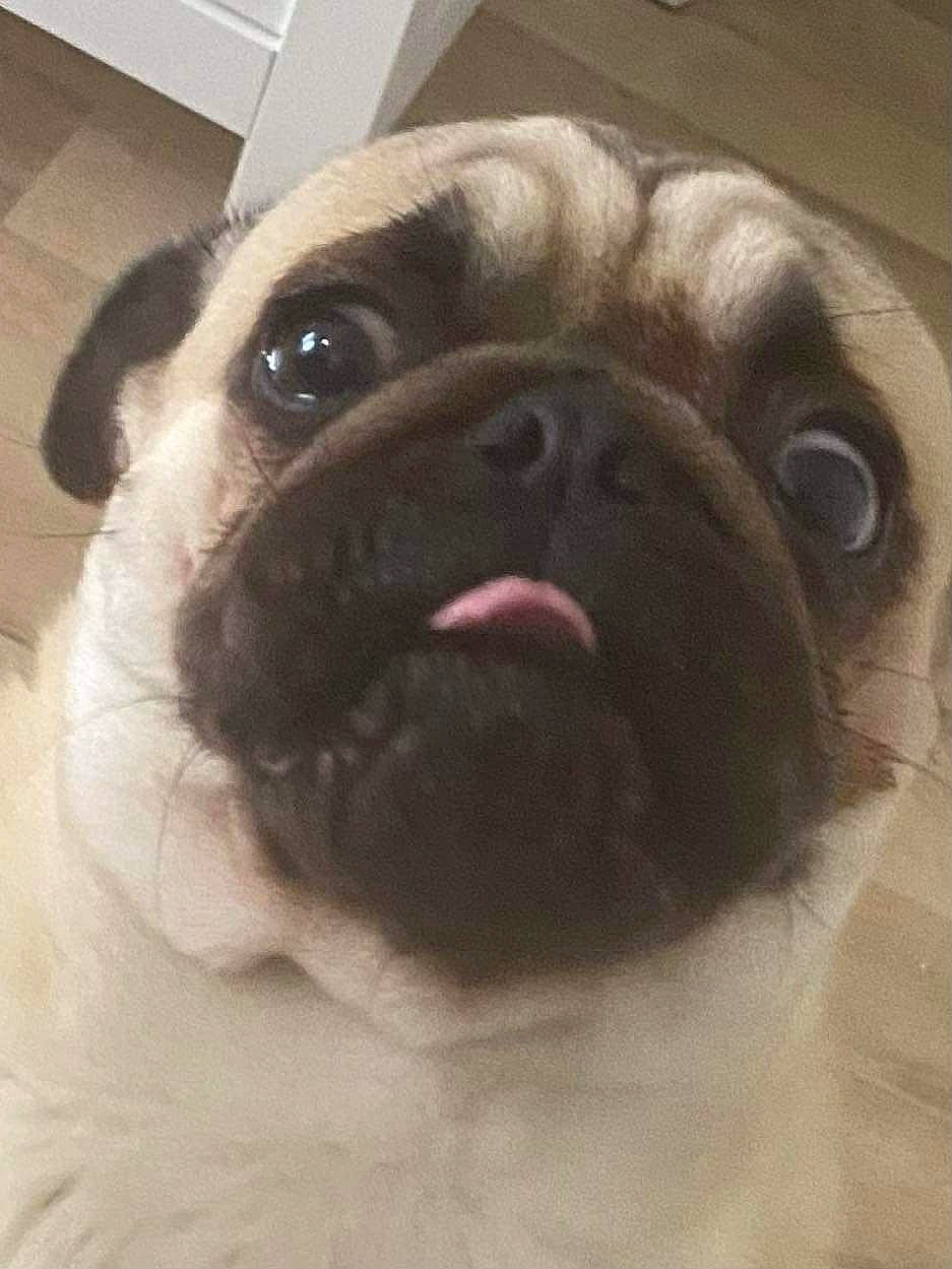 Bernie a rejoint le concours — aidez-le/la à gagner de superbes lots ! canidae, carnivore, companion_dog, dog, dog_breed, ear, eye, fawn, fur, head, iris, jaw, liver, pug, snout, sporting_group, terrestrial_animal, whiskers, working_animal, wrinkle