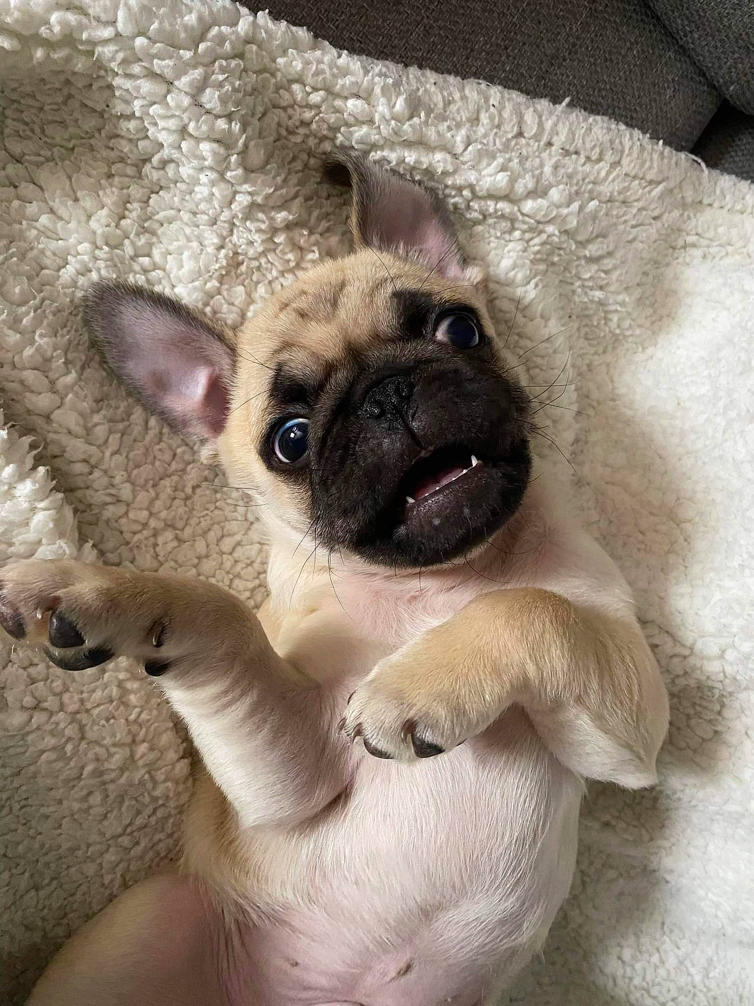 Bernie a rejoint le concours — aidez-le/la à gagner de superbes lots ! canidae, carnivore, comfort, companion_dog, dog, dog_breed, ear, fawn, foot, fur, paw, pug, snout, sporting_group, tail, terrestrial_animal, toy_dog, whiskers, working_animal, wrinkle