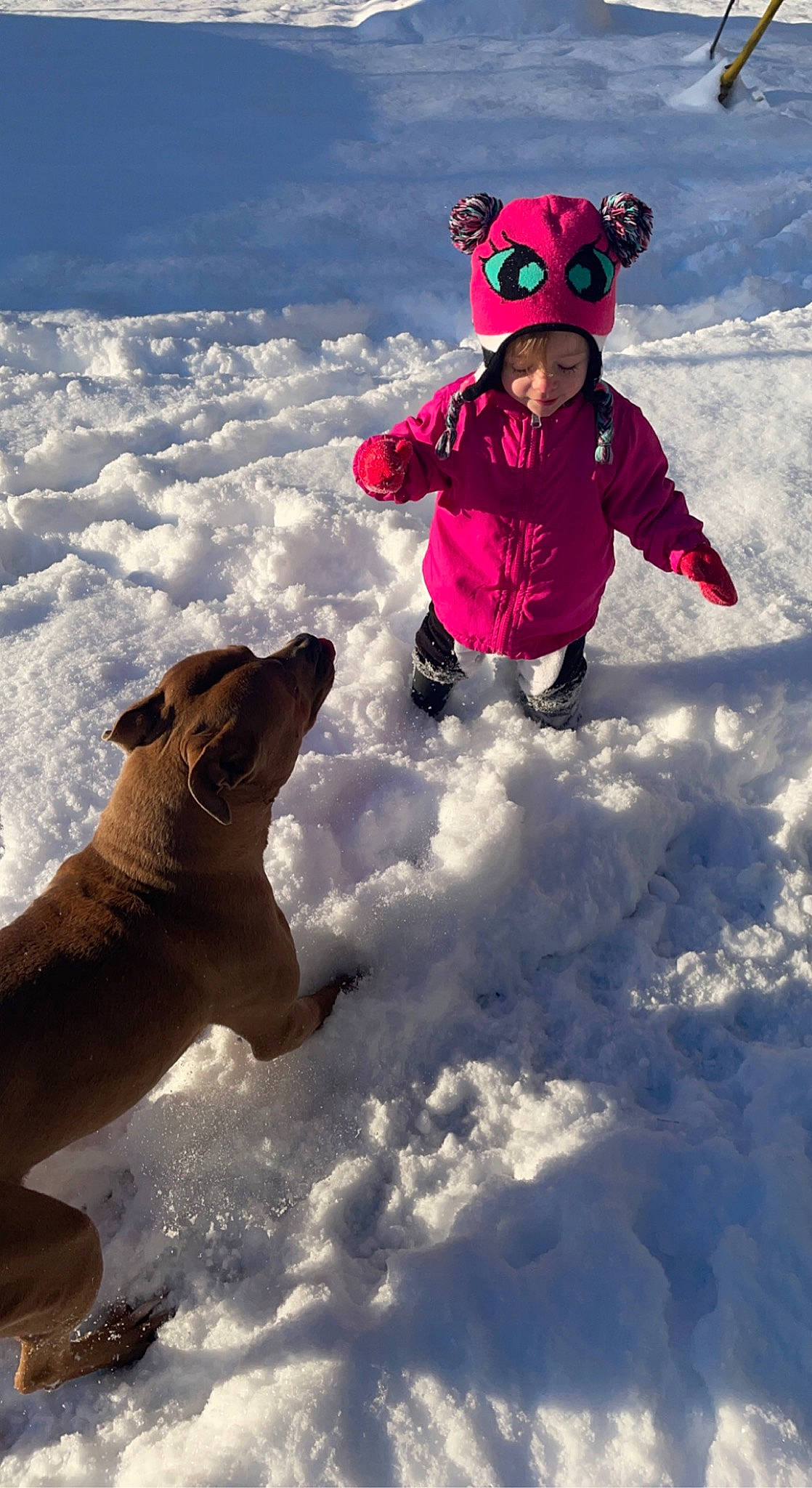 Akira is registered to the contest to win money with this photo: carnivore, companion_dog, dog, freezing, fun, glacial_landform, happy, headwear, helmet, ice_cap, leisure, outdoor_recreation, people_in_nature, person, personal_protective_equipment, recreation, smile, snow, sunglasses, toddler