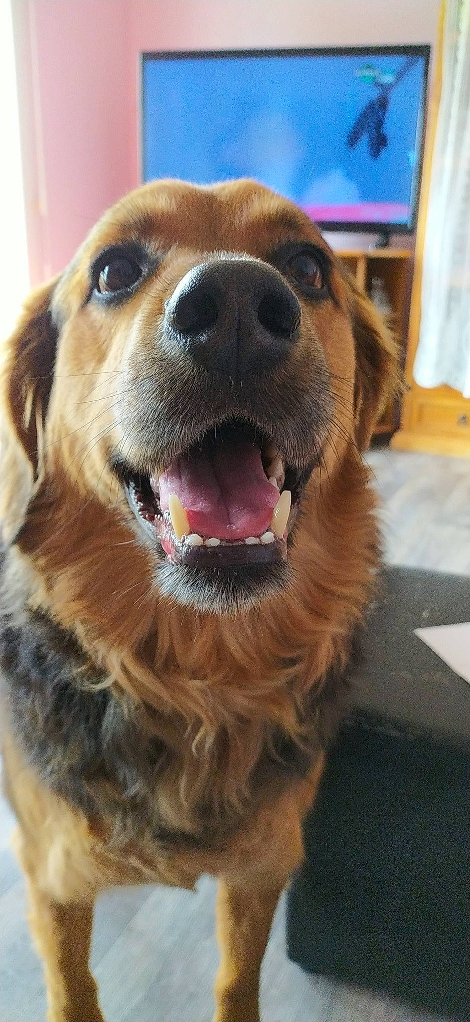 Louka a rejoint le concours — aidez-le/la à gagner de superbes lots ! ancient_dog_breeds, canidae, carnivore, companion_dog, dog, dog_breed, golden_retriever, hovawart, irish_setter, mammal, nose, nova_scotia_duck_tolling_retriever, rare_breed_dog, retriever, setter, snout, sporting_group, vertebrate, whiskers