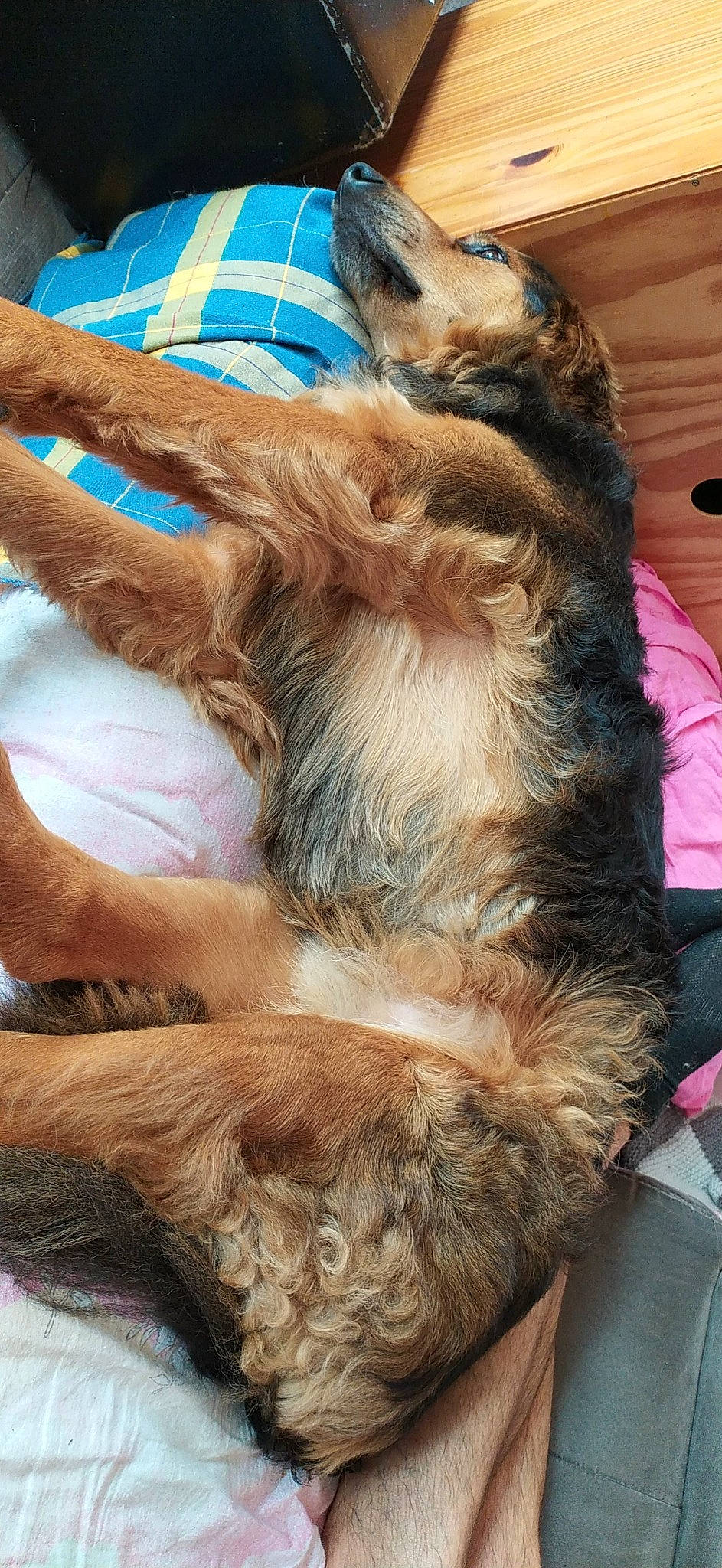 Louka participe au concours pour gagner de l'argent avec cette photo : canidae, carnivore, dog, dog_breed, fur, sloth, sporting_group, two_toed_sloth