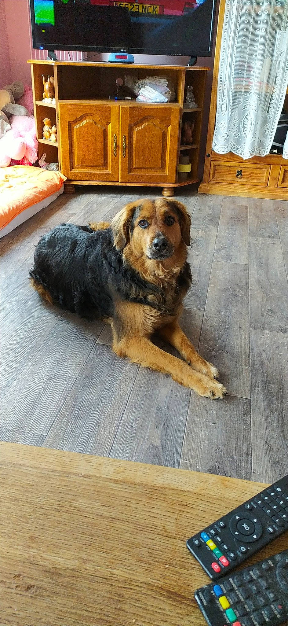 Louka a rejoint le concours — aidez-le/la à gagner de superbes lots ! canidae, carnivore, companion_dog, dog, dog_breed, floor, flooring, fur, hardwood, hovawart, leonberger, sporting_group, wood, wood_flooring