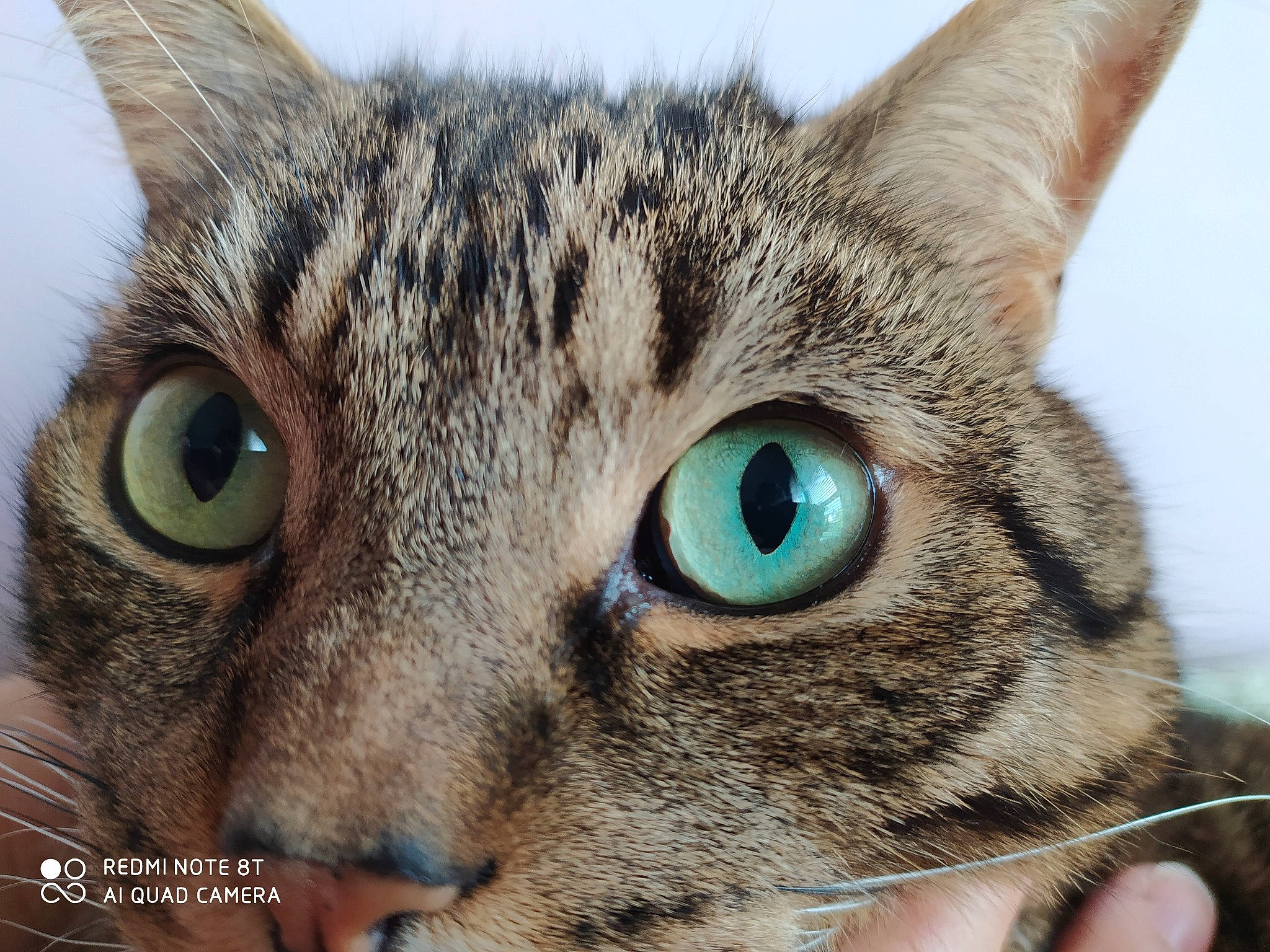 Téo a rejoint le concours — aidez-le/la à gagner de superbes lots ! aegean_cat, asian, carnivore, cat, close_up, domestic_short_haired_cat, dragon_li, european_shorthair, eye, felidae, iris, mammal, nose, organ, singapura, small_to_medium_sized_cats, snout, tabby_cat, vertebrate, whiskers