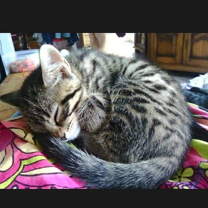 Téo a rejoint le concours — aidez-le/la à gagner de superbes lots ! american_shorthair, asian, california_spangled, carnivore, cat, domestic_short_haired_cat, dragon_li, egyptian_mau, european_shorthair, felidae, fur, kitten, mammal, photo_caption, photography, pixie_bob, small_to_medium_sized_cats, tabby_cat, vertebrate, whiskers