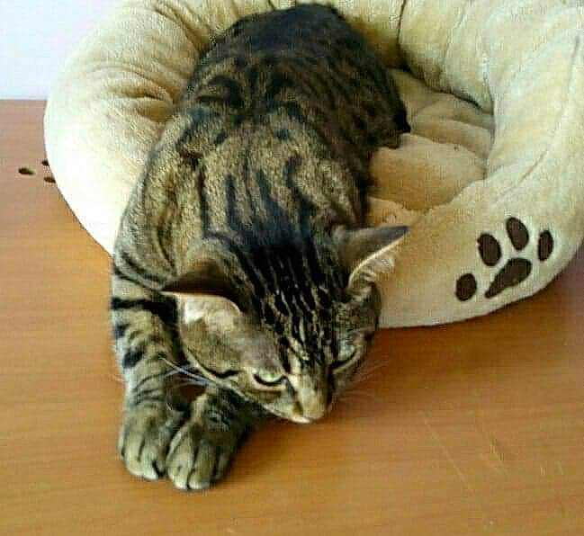 Téo participe au concours pour gagner de l'argent avec cette photo : american_shorthair, asian, bengal, california_spangled, carnivore, cat, domestic_short_haired_cat, dragon_li, european_shorthair, felidae, fur, kitten, mammal, nap, ocicat, pixie_bob, small_to_medium_sized_cats, tabby_cat, vertebrate, whiskers