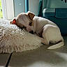 puppy, sleeping, fluffy_rug, indoor, natural_light, window, pet_carrier, small_dog, white_fur, brown_patch, floor, cute, peaceful, resting, animal, domestic_pet, young_dog, cozy, compact, quiet