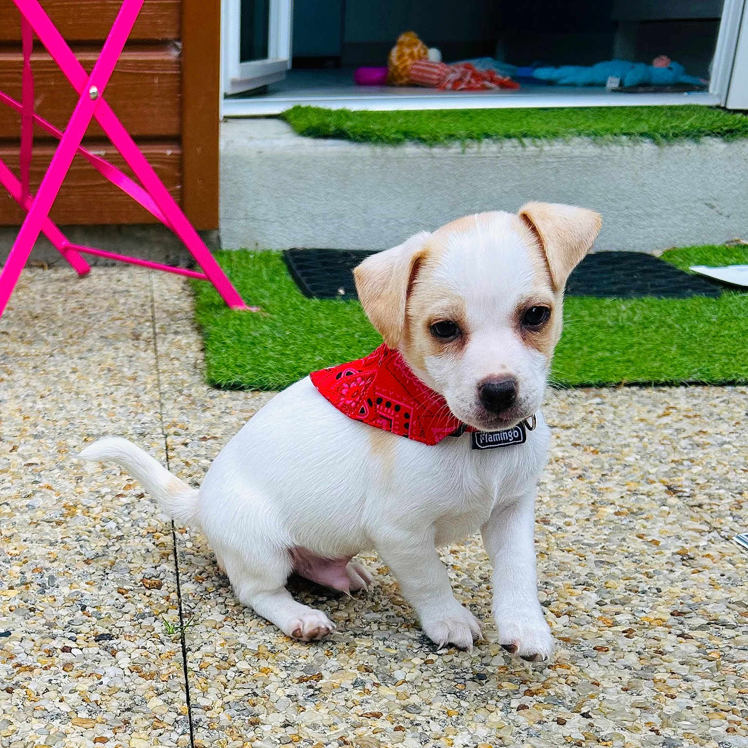 Bandit