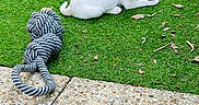 Bandit participe au concours pour gagner de l'argent avec cette photo : puppy, dog, grass, outdoor, toy, rope_toy, stick, small_dog, white_dog, green_grass, curious, playful, pet, animal, nature, leaf, pavement, texture, resting, cute