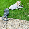 puppy, dog, grass, outdoor, toy, rope_toy, stick, small_dog, white_dog, green_grass, curious, playful, pet, animal, nature, leaf, pavement, texture, resting, cute