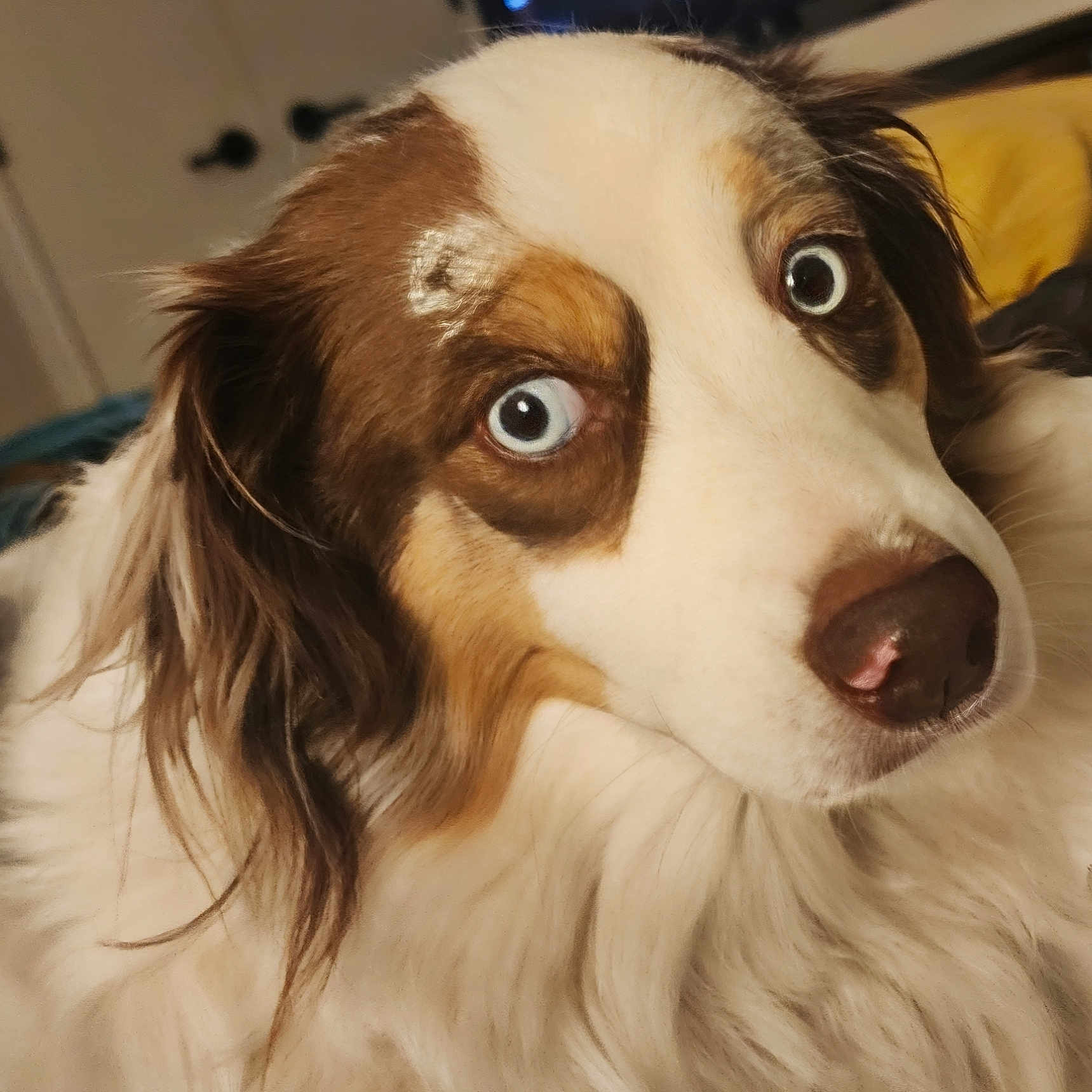 Tessie joined the competition — help win amazing prizes! dog, close_up, blue_eyes, fluffy, tri_color, pet, animal, curious, portrait, indoors, fur, canine, face, cute, muzzle, whiskers, expression, domestic_animal, companion, nose