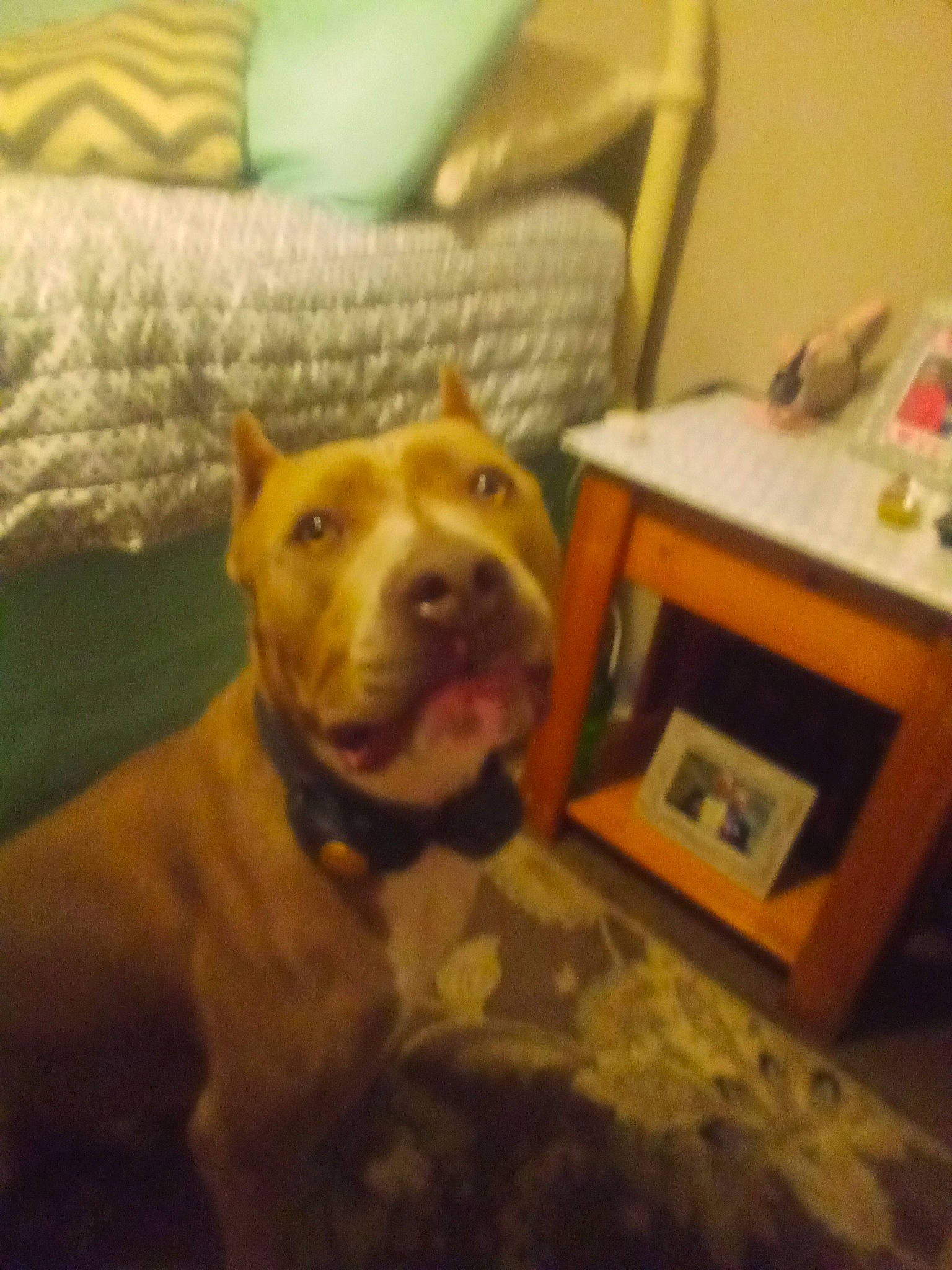 Sai is registered to the contest to win money with this photo: carnivore, chair, cloud, collar, comfort, companion_dog, couch, dog, dog_breed, dog_collar, fawn, flooring, fur, furniture, selfie, snout, table, whiskers, wood, working_animal