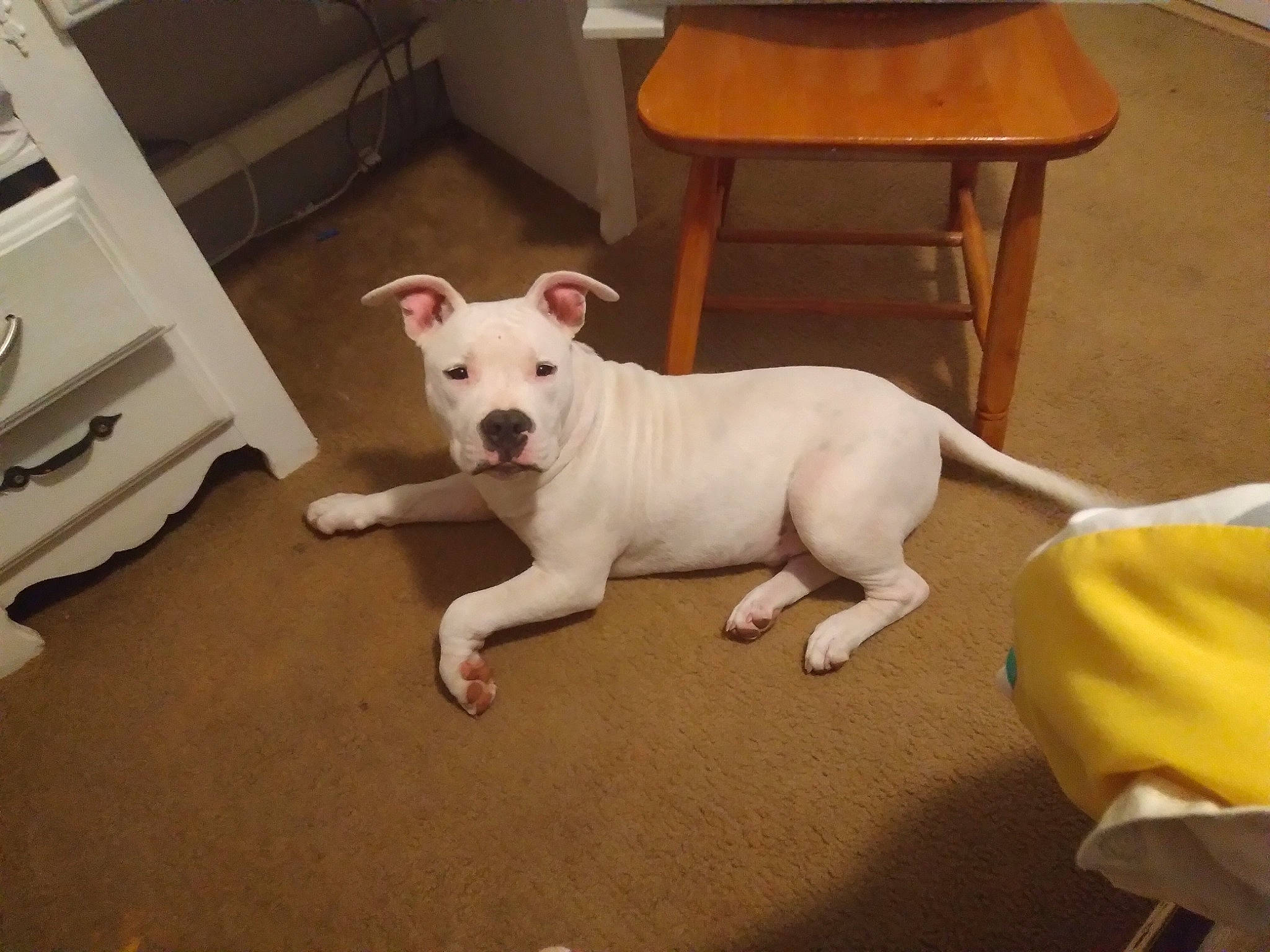 Spock joined the competition — help win amazing prizes! bull_terrier, canidae, carnivore, collar, comfort, companion_dog, dog, dog_breed, dog_supply, fawn, flooring, hardwood, snout, sporting_group, table, tail, toy_dog, whiskers, wood, working_animal