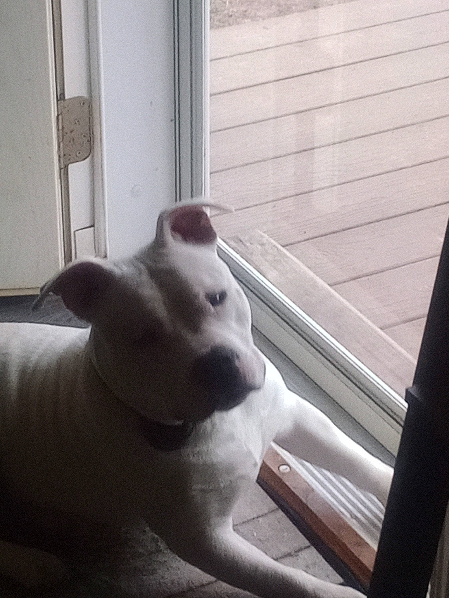 Spock joined the competition — help win amazing prizes! art, carnivore, companion_dog, dog, dog_breed, fawn, felidae, room, sculpture, small_to_medium_sized_cats, snout, sporting_group, stuffed_toy, tail, tints_and_shades, toy, trunk, whiskers, wood, working_animal