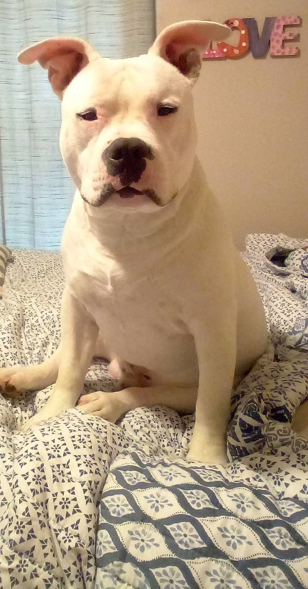 Spock is registered to the contest to win money with this photo: ancient_dog_breeds, canidae, carnivore, companion_dog, cordoba_fighting_dog, dog, dog_breed, dogo_guatemalteco, fawn, molosser, non_sporting_group, snout, sporting_group, terrestrial_animal, toy_dog, whiskers, working_animal