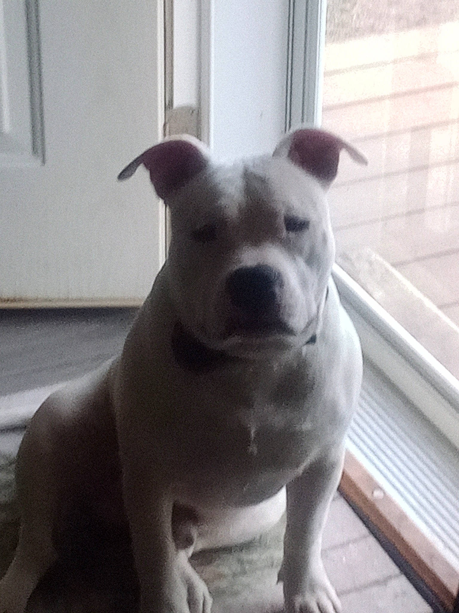 Spock joined the competition — help win amazing prizes! ancient_dog_breeds, canidae, carnivore, collar, companion_dog, dog, dog_breed, fawn, flooring, non_sporting_group, snout, sporting_group, tail, terrestrial_animal, toy_dog, whiskers, window, working_animal