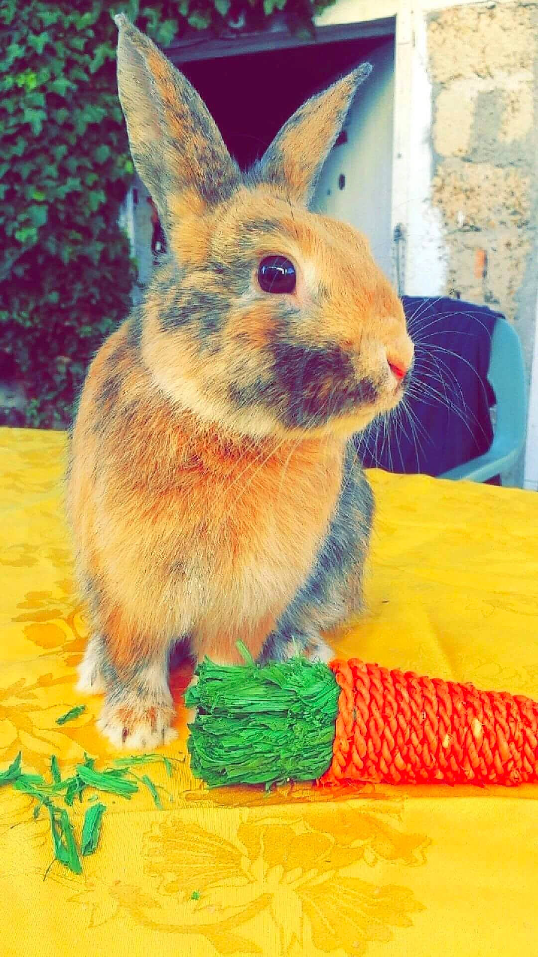 Cookie a rejoint le concours — aidez-le/la à gagner de superbes lots ! art, domestic_rabbit, easter_bunny, fawn, hare, lower_keys_marsh_rabbit, organism, rabbit, rabbits_and_hares, snout, whiskers, wildlife, wood_rabbit