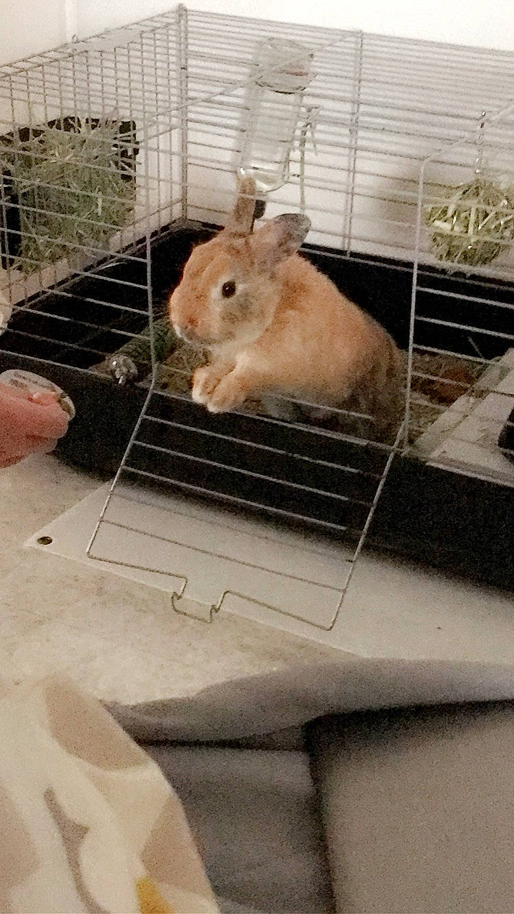 Cookie participe au concours pour gagner de l'argent avec cette photo : animal_shelter, cage, chinchilla, degu, domestic_rabbit, fawn, fur, gerbil, hamster, hare, mammal, mouse, muridae, muroidea, rabbit, rabbits_and_hares, rat, rodent, snout, whiskers