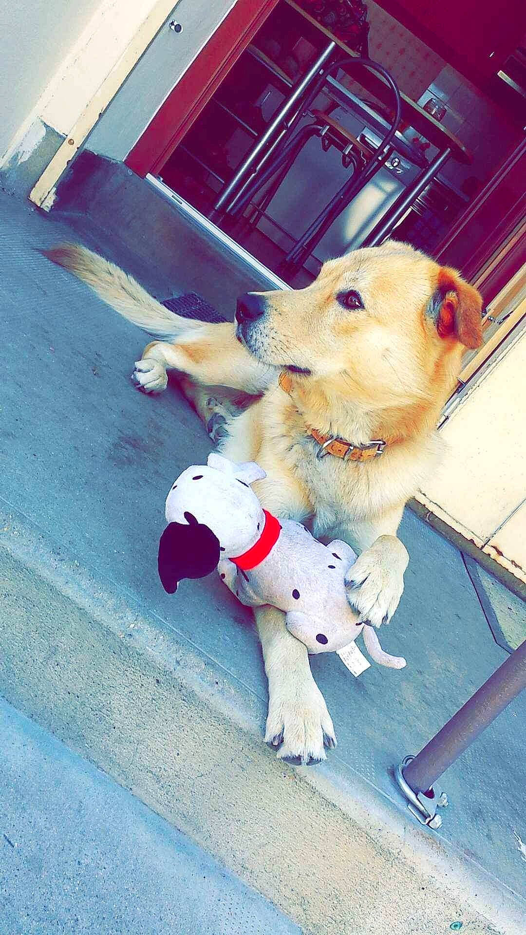 Fripouille participe au concours pour gagner de l'argent avec cette photo : canidae, carnivore, companion_dog, dog, dog_breed, fawn, golden_retriever, labrador_retriever, mammal, pembroke_welsh_corgi, pomeranian, puppy, retriever, snout, sporting_group, street_dog, welsh_corgi