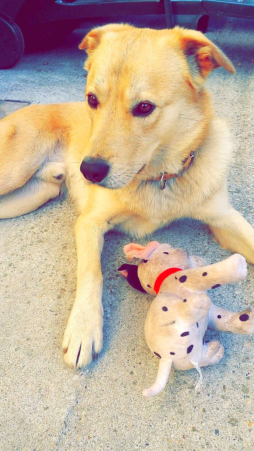 Fripouille participe au concours pour gagner de l'argent avec cette photo : aspin, canidae, carnivore, carolina_dog, companion_dog, dog, dog_breed, dog_toy, fawn, golden_retriever, labrador_retriever, mammal, paw, potcake_dog, puppy, rare_breed_dog, snout, sporting_group, street_dog, vertebrate