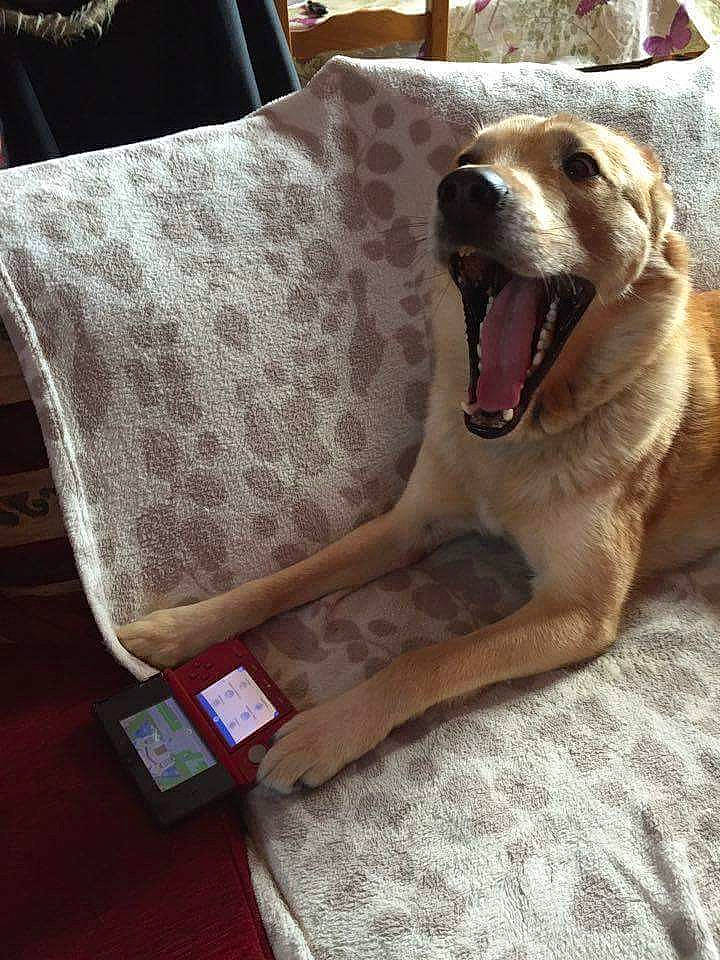 Fripouille a rejoint le concours — aidez-le/la à gagner de superbes lots ! blanket, canidae, car_seat, carnivore, comfort, companion_dog, dog, dog_breed, facial_expression, fawn, golden_retriever, interior_design, labrador_retriever, linens, retriever, sporting_group, textile, yawn