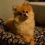 Poupie a rejoint le concours — aidez-le/la à gagner de superbes lots !