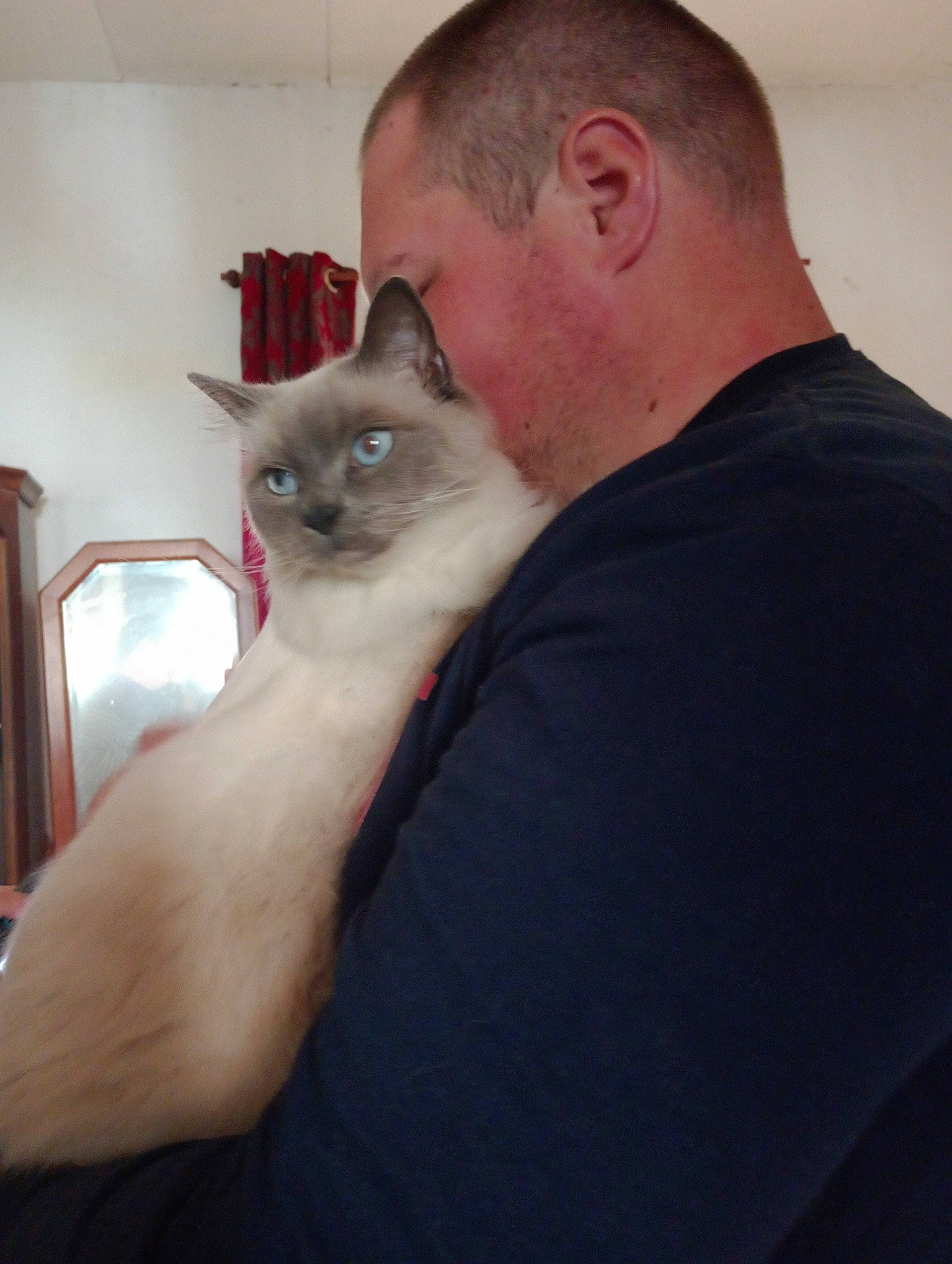 Mimine participe au concours pour gagner de l'argent avec cette photo : abdomen, balinese, beard, birman, carnivore, cat, comfort, domestic_short_haired_cat, ear, fawn, felidae, fur, iris, siamese, small_to_medium_sized_cats, snout, thai, tonkinese, trunk, whiskers